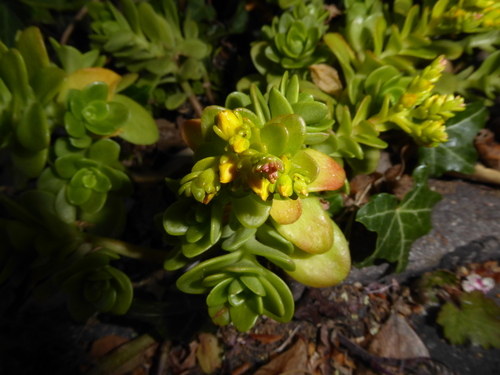 Sedum kimnachii