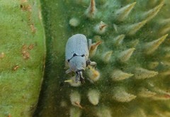 Trichobaris compacta