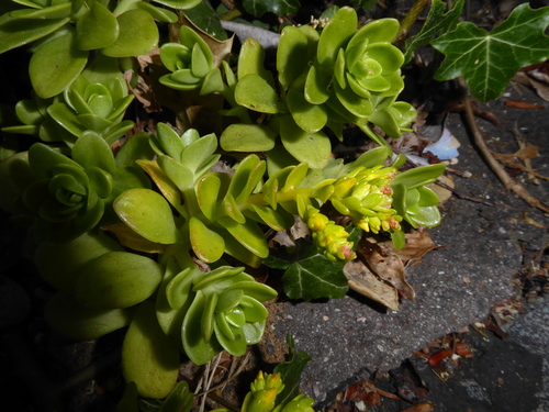 Sedum kimnachii