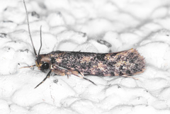Haplotinea insectella