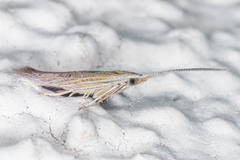 Coleophora quadruplex