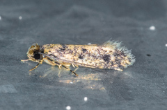 Haplotinea insectella