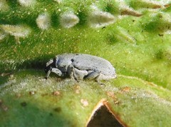 Trichobaris compacta