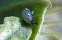 Trichobaris compacta