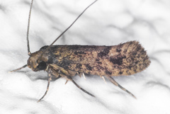 Haplotinea insectella