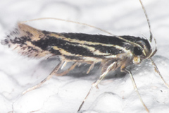 Eralea albalineella