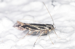Eralea albalineella