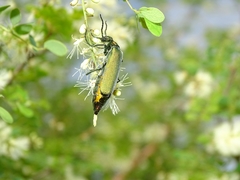 Lydomorphus dusaulti