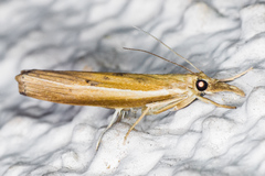 Fissicrambus intermedius