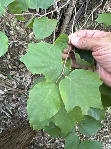 Hairy Sycamore-leaf Snowbell (Styrax platanifolius)