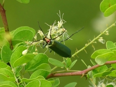 Lydomorphus dusaulti