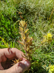 Castilleja applegatei breweri