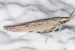 Coleophora quadruplex