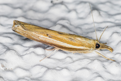 Fissicrambus intermedius