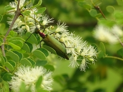 Lydomorphus dusaulti