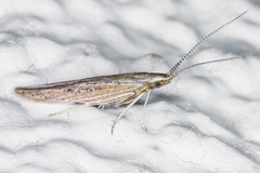 Coleophora quadruplex