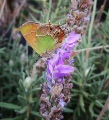 Callophrys xami xami