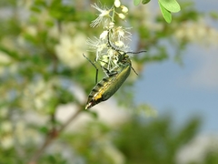 Lydomorphus dusaulti