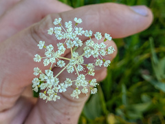 Perideridia parishii