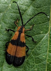 Calopteron reticulatum