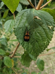 Calopteron reticulatum