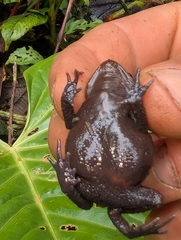 Lynch's Toad photo 4