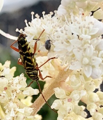 Megacyllene robiniae
