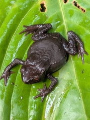 Lynch's Toad photo 2