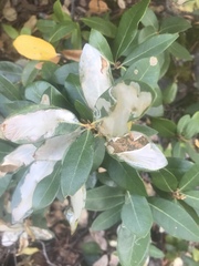 Chrysolepis sempervirens