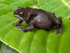 Lynch's Toad photo 3
