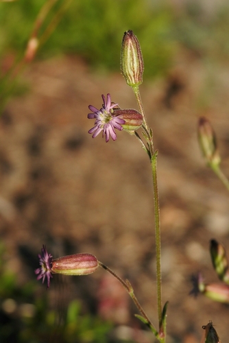 Silene grayi, 2019-08-31