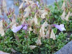 Penstemon davidsonii davidsonii
