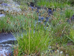 Carex straminiformis