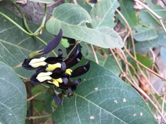 Kennedia nigricans