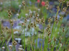 Carex straminiformis