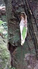 Arisaema balansae