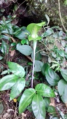 Arisaema balansae