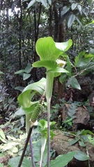 Arisaema balansae