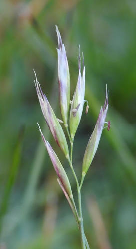timber oatgrass (Denver-Boulder Metro Area: Grasses, Sedges, and Allies ...
