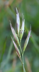 Danthonia intermedia