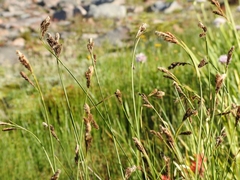 Carex spectabilis