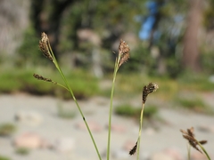 Carex spectabilis