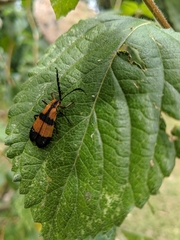 Calopteron reticulatum
