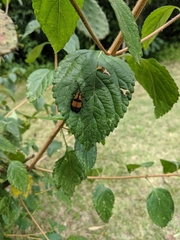 Calopteron reticulatum