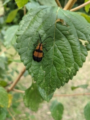 Calopteron reticulatum