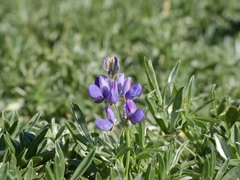 Lupinus obtusilobus