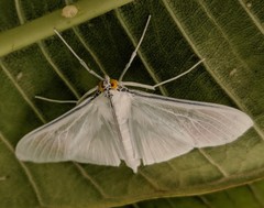 Palpita flegia