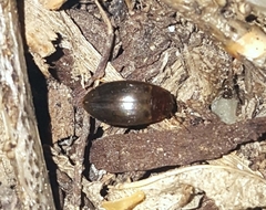 Copelatus chevrolati