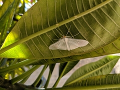 Palpita flegia