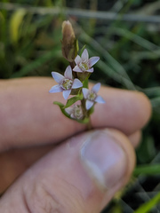 Gentianella amarella acuta